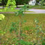Cornus Venus